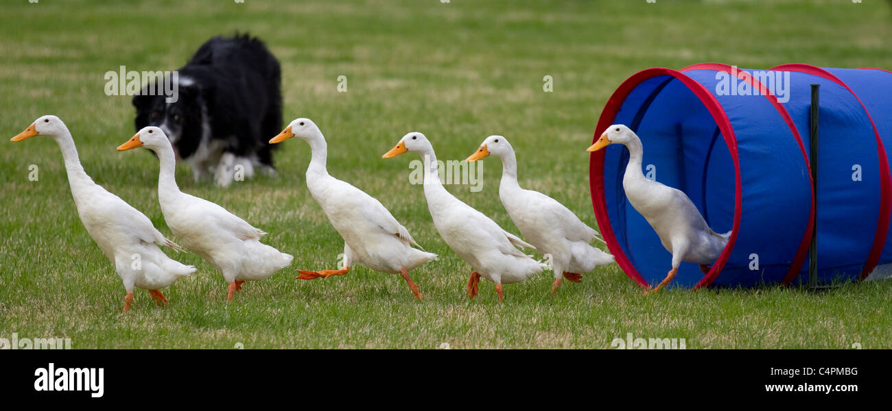 Duck herding arena hires stock photography and images Alamy
