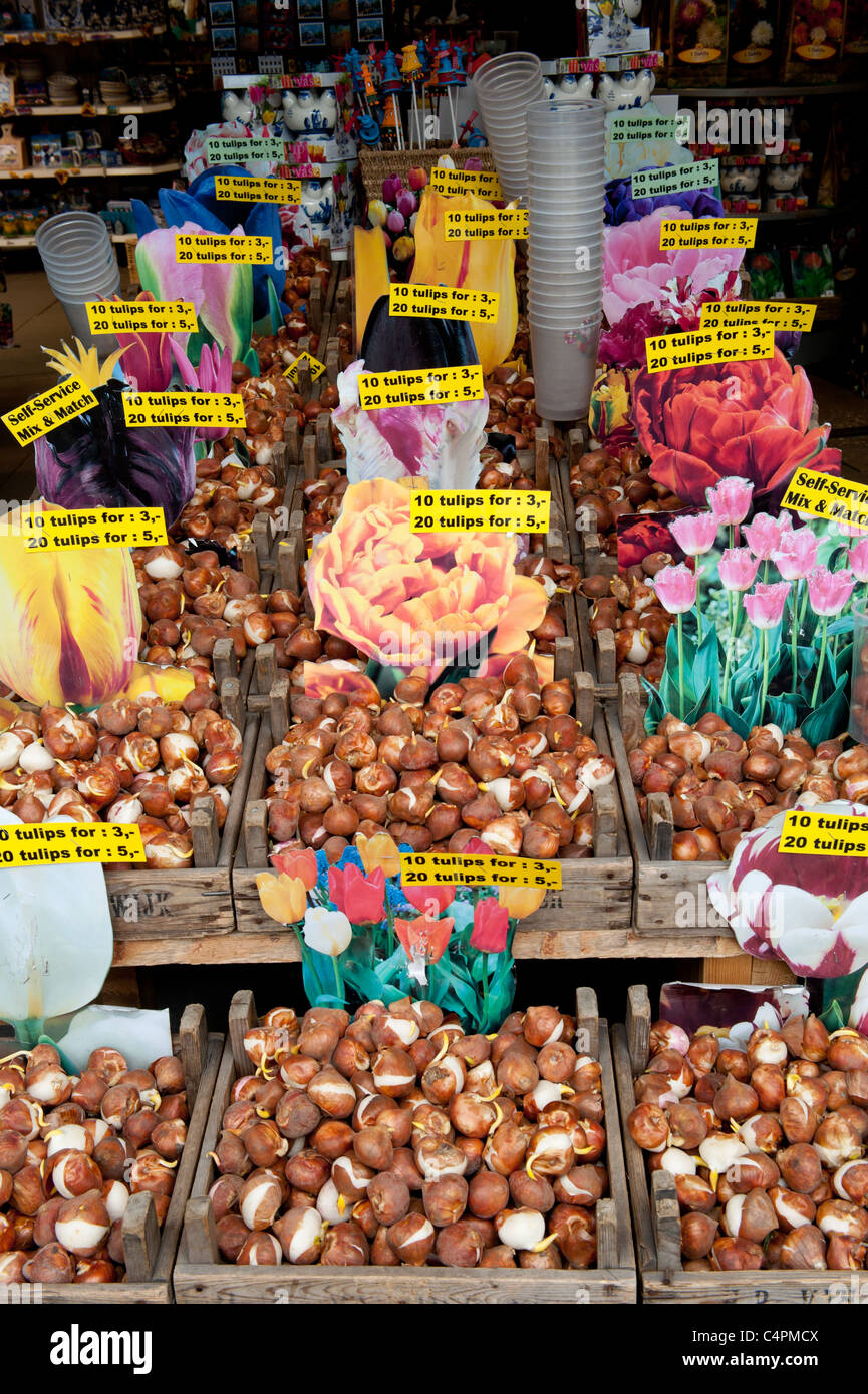 Tulip bulbs at flower market, Amsterdam, Holland Stock Photo