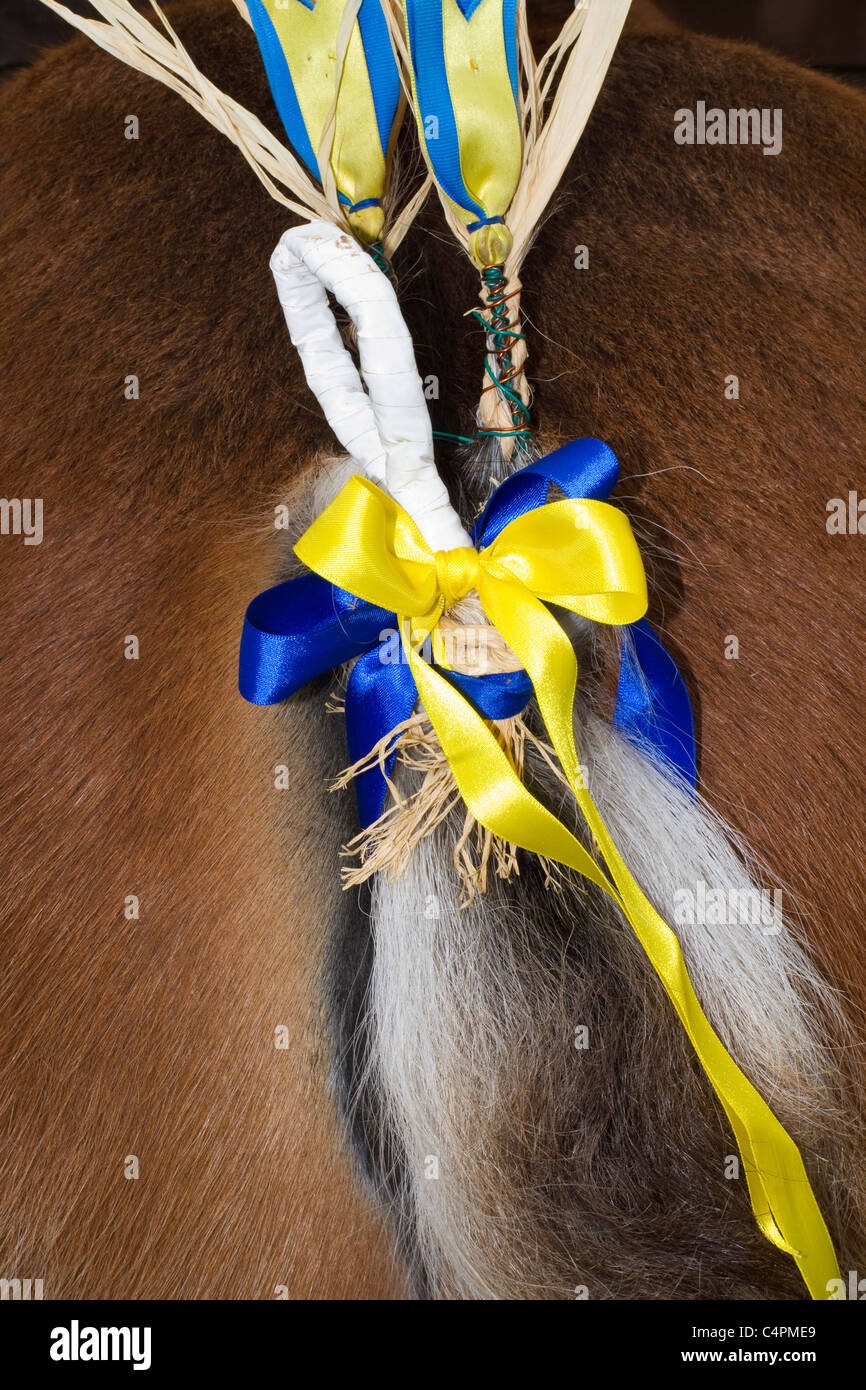 Rear end Decoration, Equine braided Tail Decoration; ribbons on Competition Clydesdale horse tail braid bow at Ect agricultural show Scotland UK Stock Photo