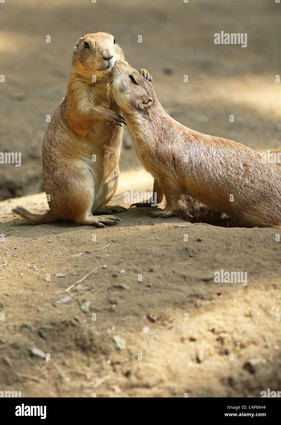 Affectionate Prairie Dogs Stock Photo