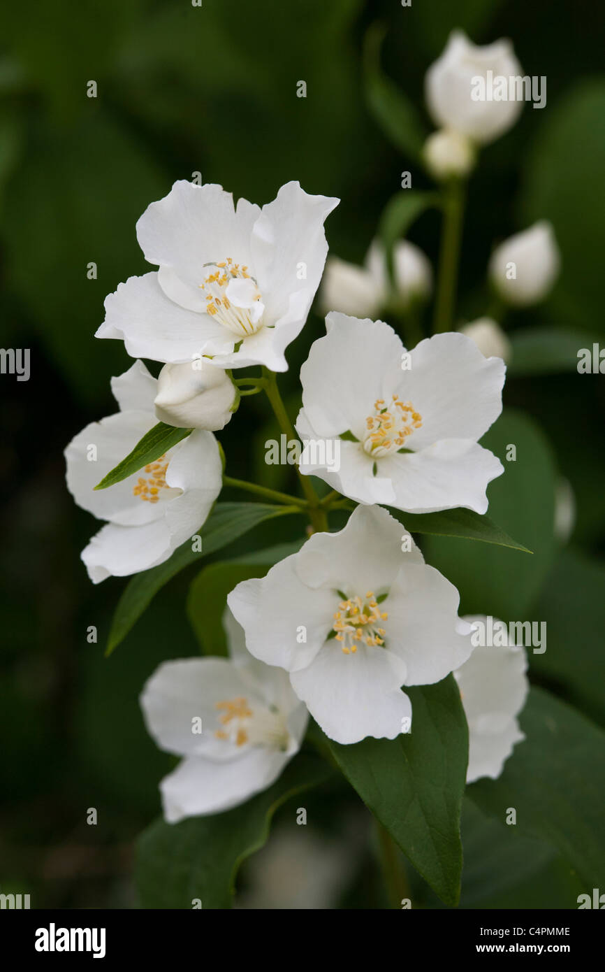 Philadelphus Dame Blanche Mock Orange Stock Photo Alamy