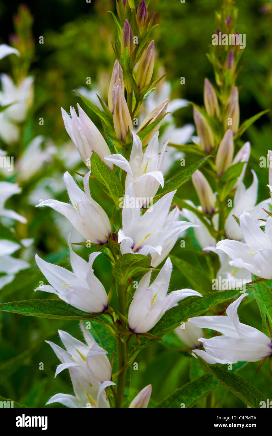 Campanula latifolia Alba Stock Photo