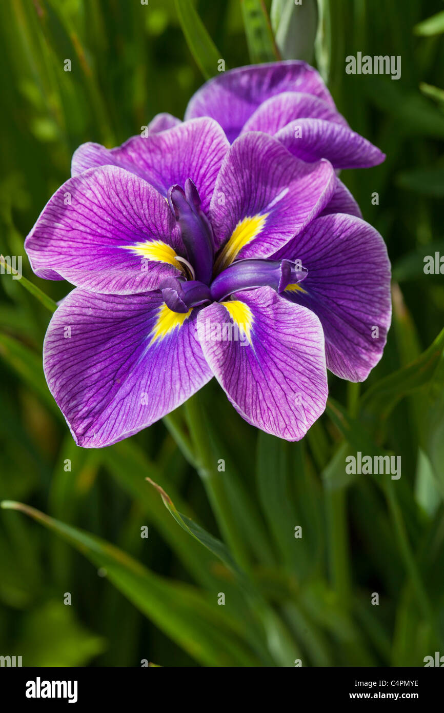 Iris ensata, Katy Mendez Stock Photo Alamy