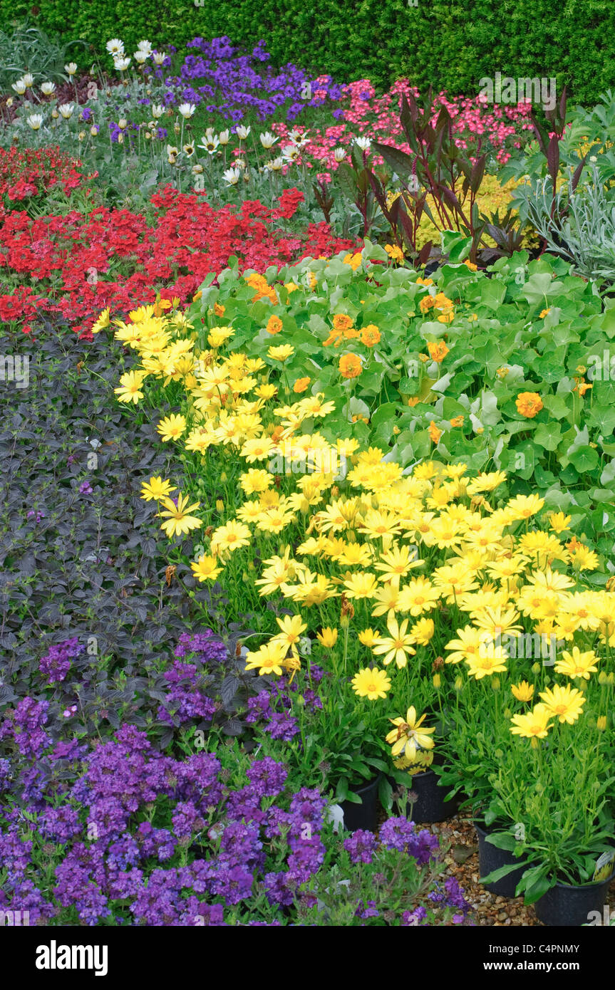 English flower beds in Garden, Norfolk, England Stock Photo Alamy