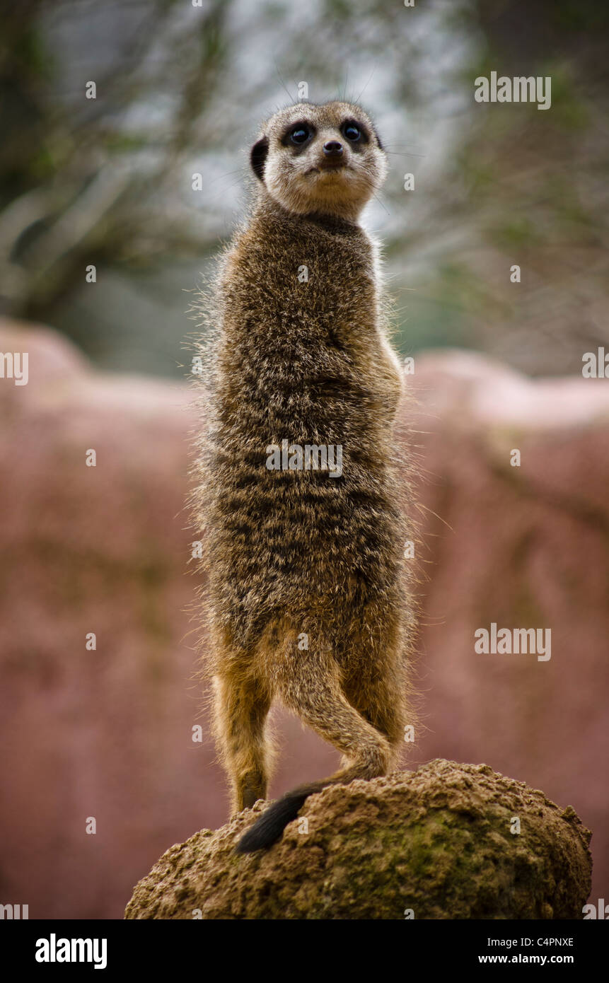 A curious meerkat stands atop at rock at Chester Zoo, Cheshire, England Stock Photo