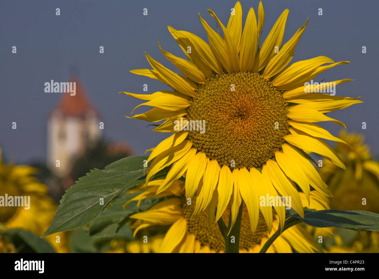 Sunflowers and church  in field near Krems, Wachau Valley,  Lower Austria, Austria Stock Photo