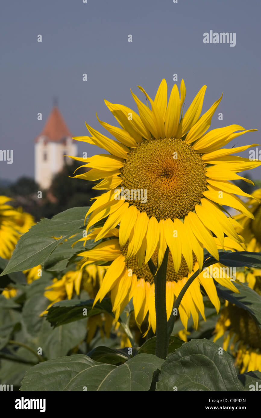 Sunflowers and church  in field near Krems, Wachau Valley,  Lower Austria, Austria Stock Photo