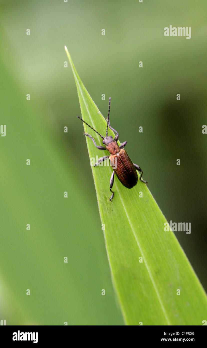 Leaf Beetle, Donacia marginata, Donaciinae, Chrysomelidae, Chrysomeloidea, Coleoptera. Stock Photo