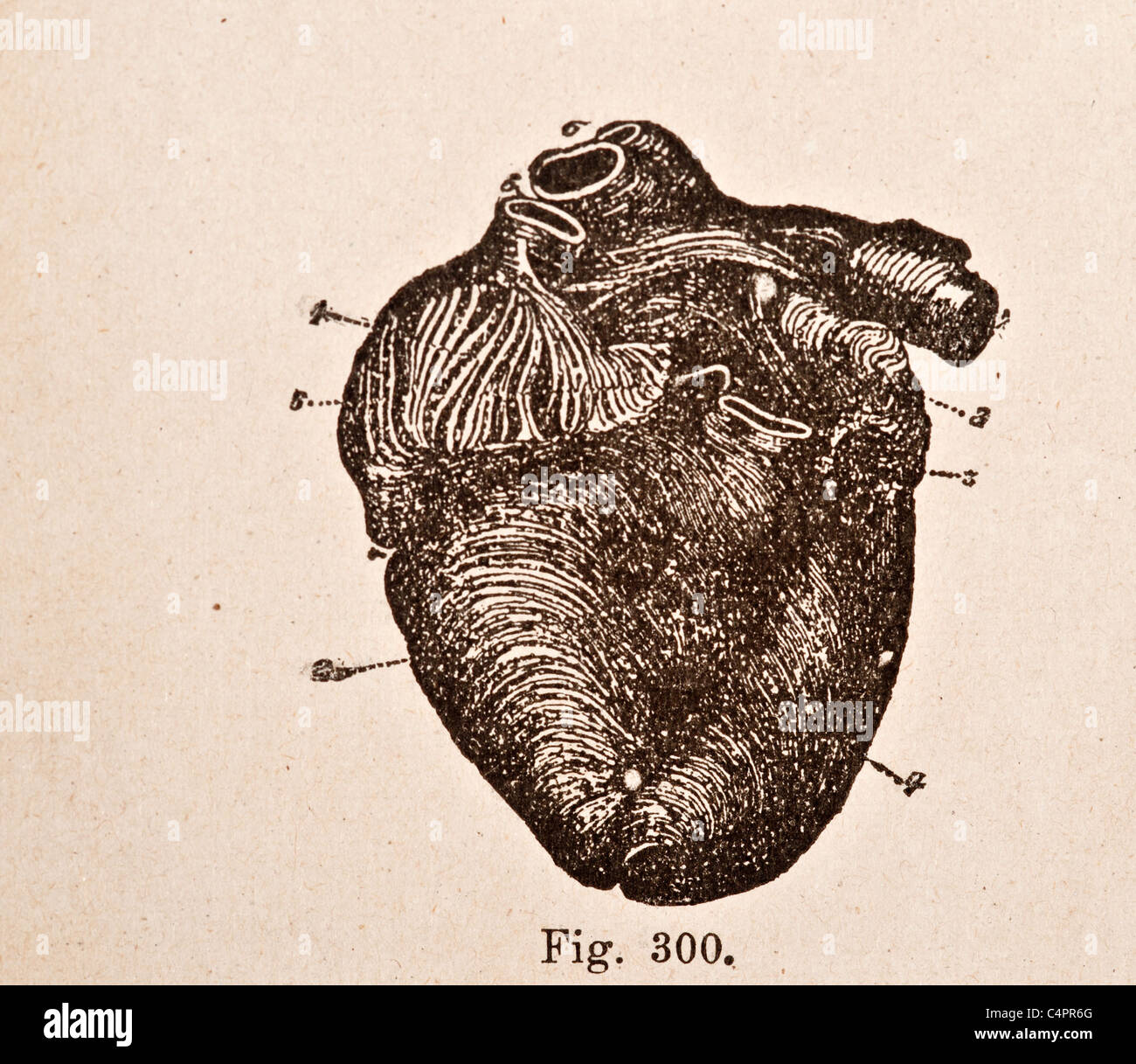 Antique medical illustration of a human heart and cardiovascular system ...