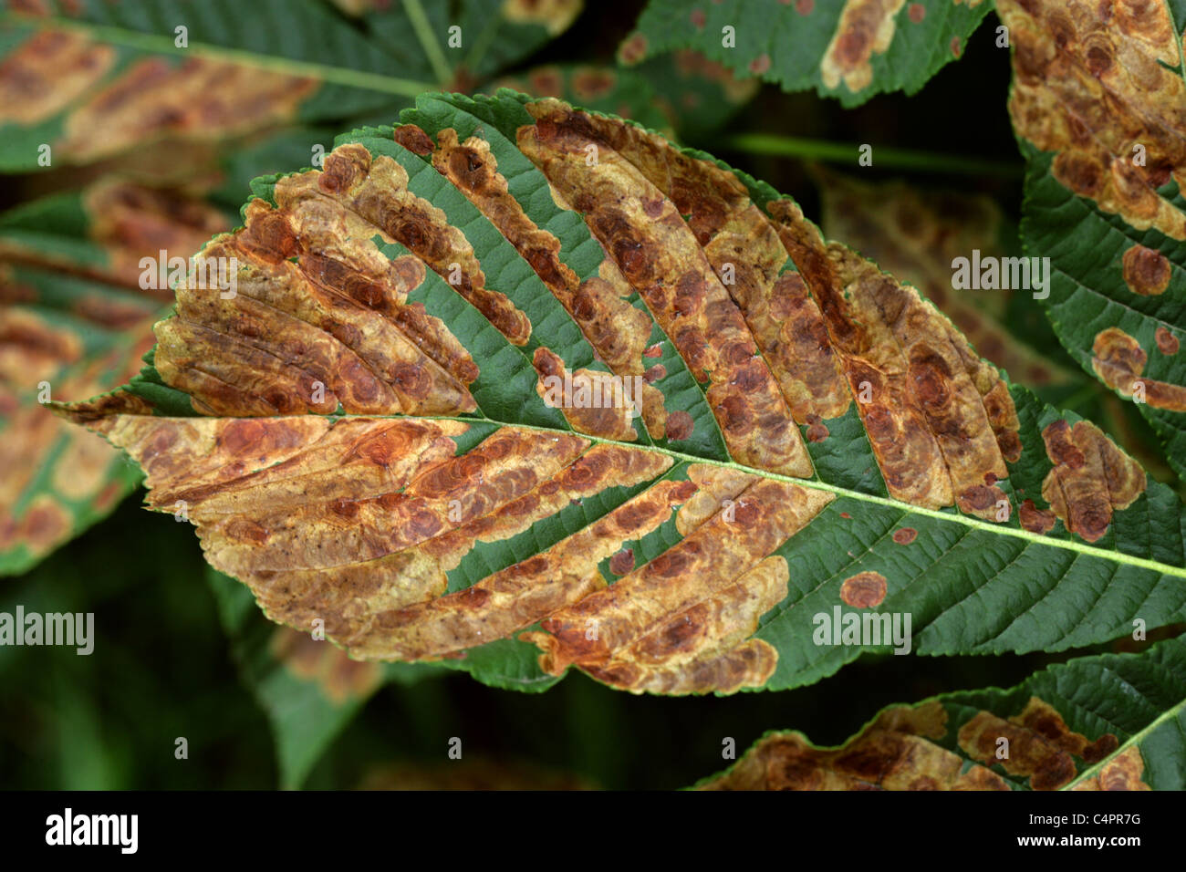 Severe Infestation of Horse Chestnut Tree Leaves by Horse Chestnut Leaf Miner Moth Larva