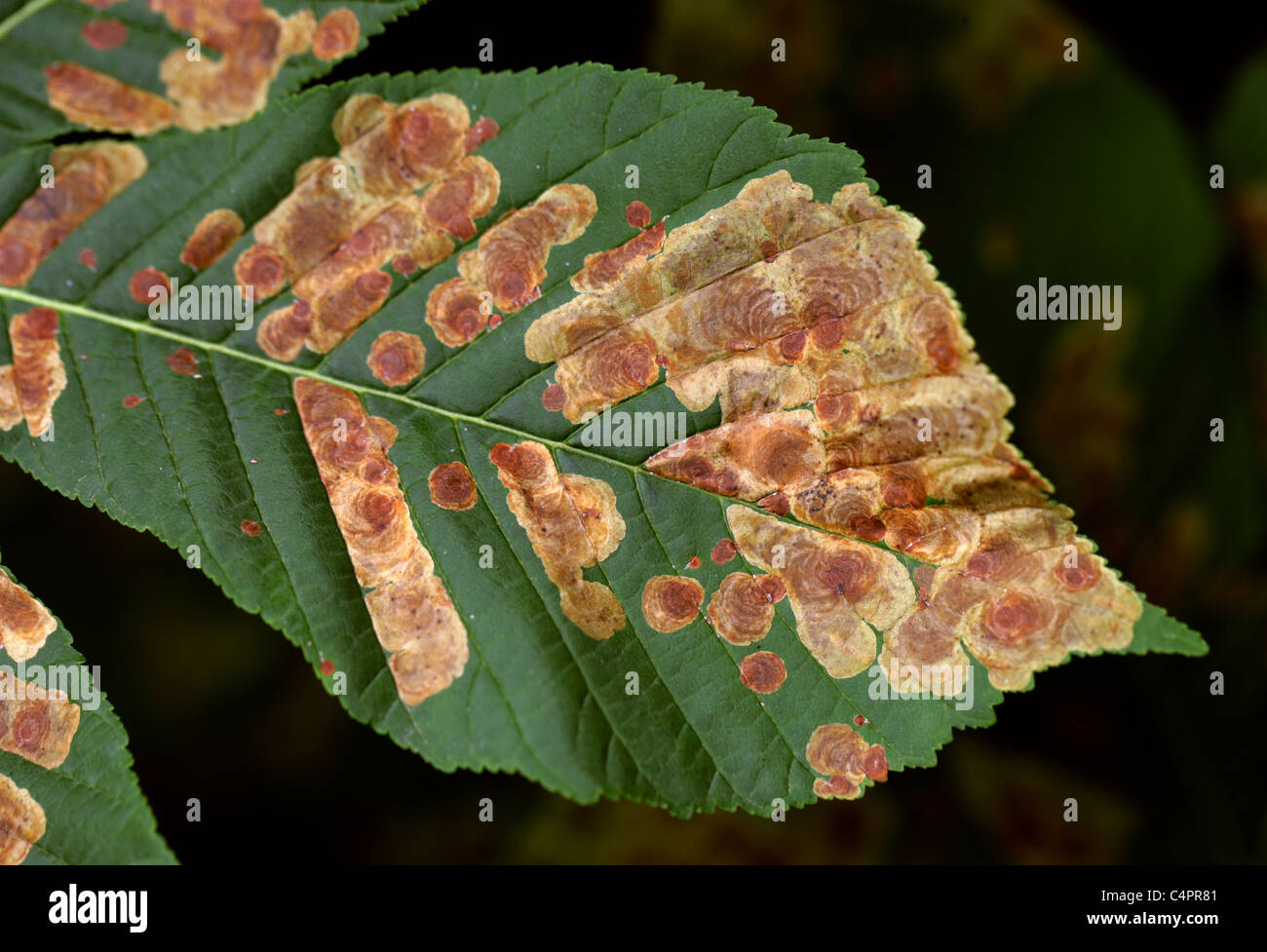 Severe Infestation of Horse Chestnut Tree Leaves by Horse Chestnut Leaf Miner Moth Larva, Cameraria ohridella. Stock Photo
