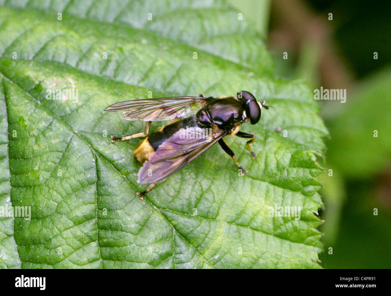 Hoverfly, Xylota sylvarum, Syrphidae, Diptera. Female. Stock Photo