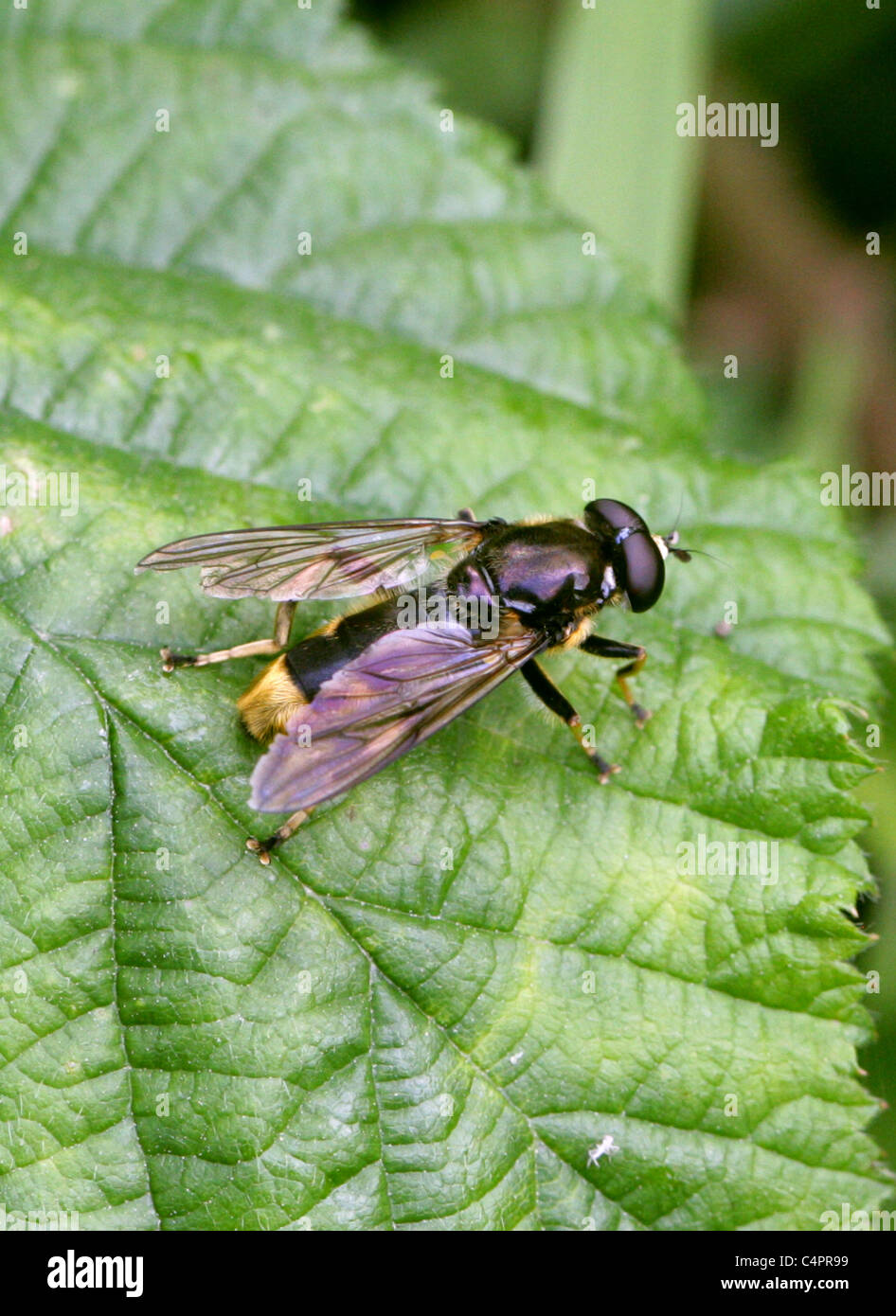 Hoverfly, Xylota sylvarum, Syrphidae, Diptera. Female. Stock Photo