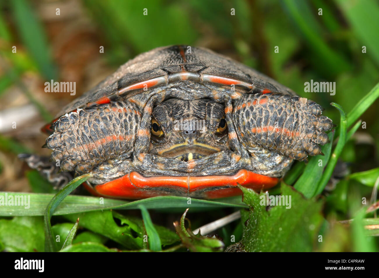 Painted Turtle (Chrysemys picta Stock Photo Alamy