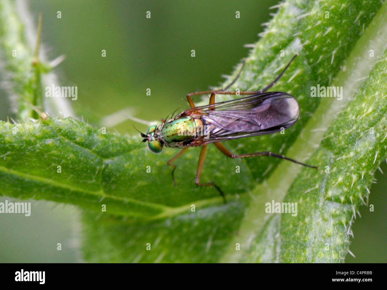 Long-legged Fly, Poecilobothrus nobilitatus, Dolichopodidae, Diptera. Aka. Semaphore Fly and Glittering Green Fly. Stock Photo