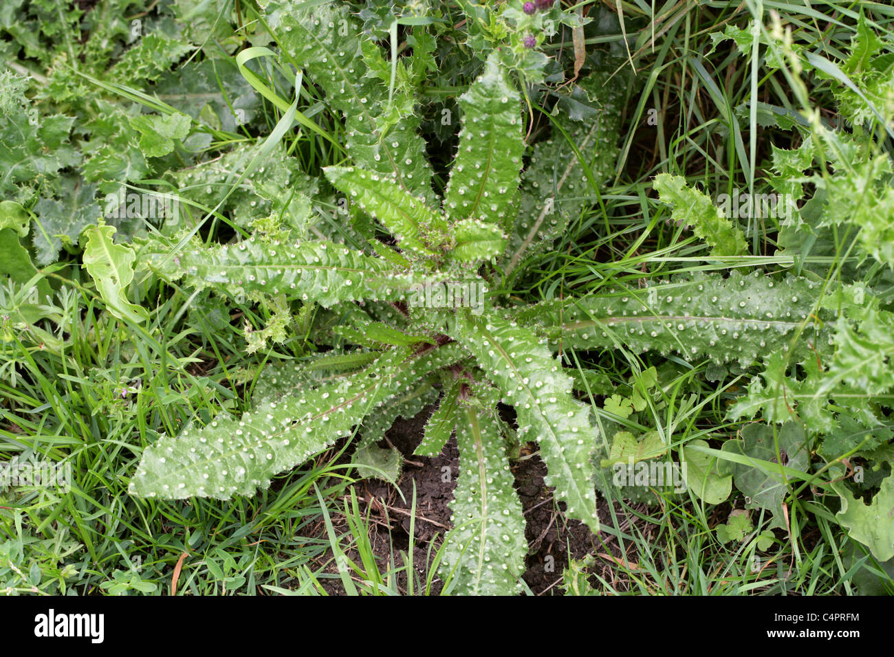 Spiky Thistle Plant, Asteraceae. Stock Photo
