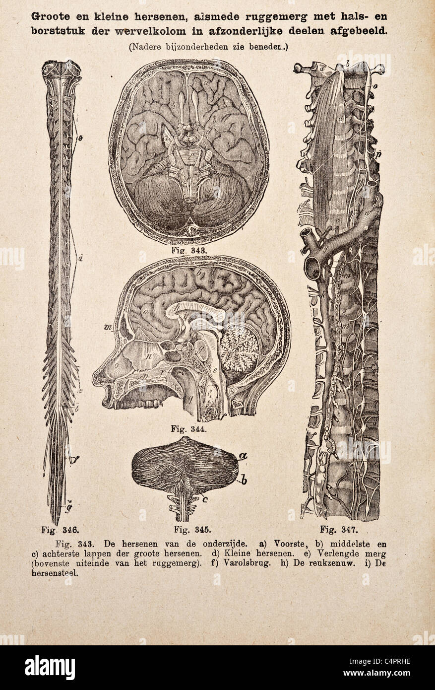 Antique medical illustration of a human brain. Stock Photo