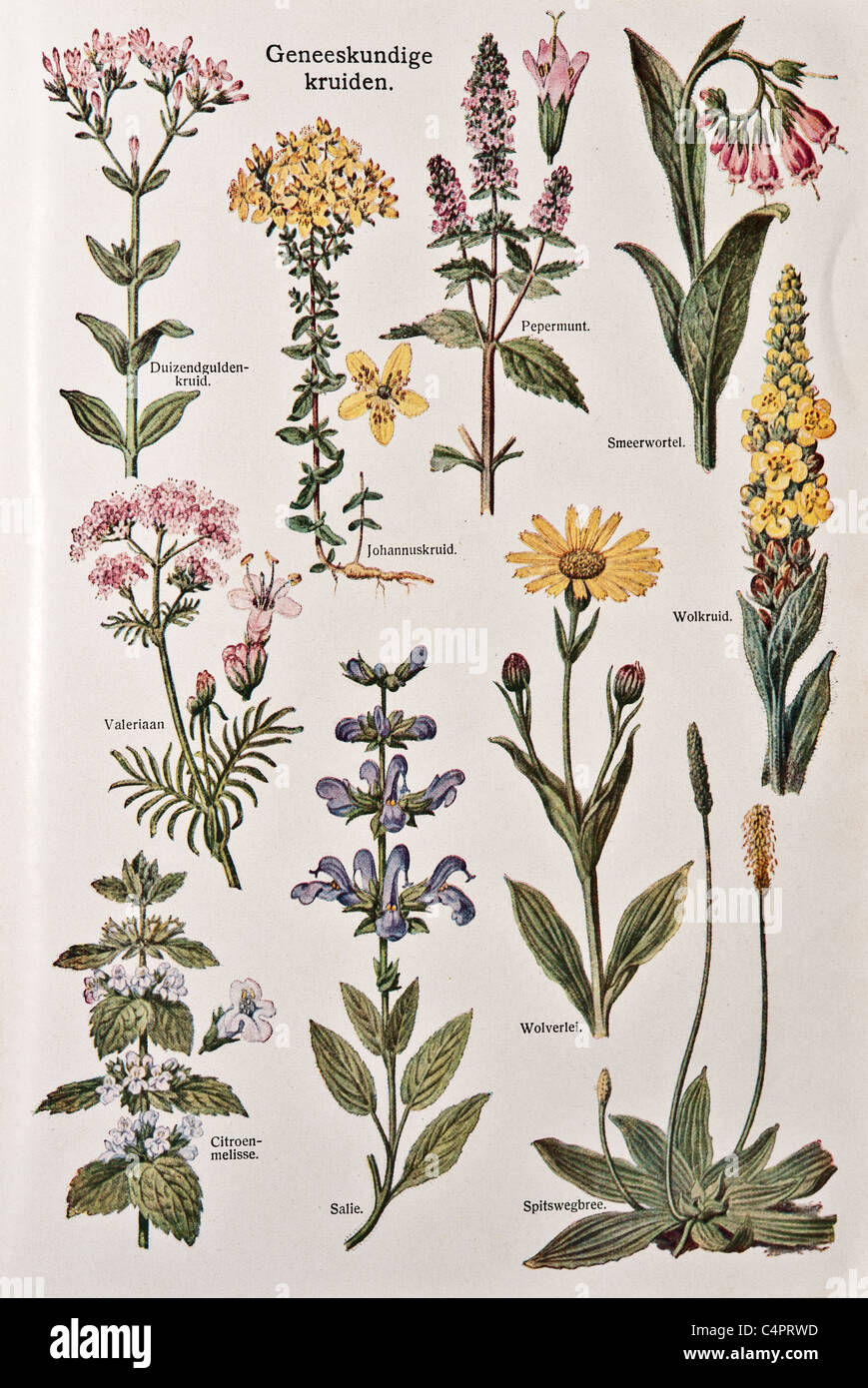 Antique illustrations of plants used as medicine or for medicinal purposes. Stock Photo