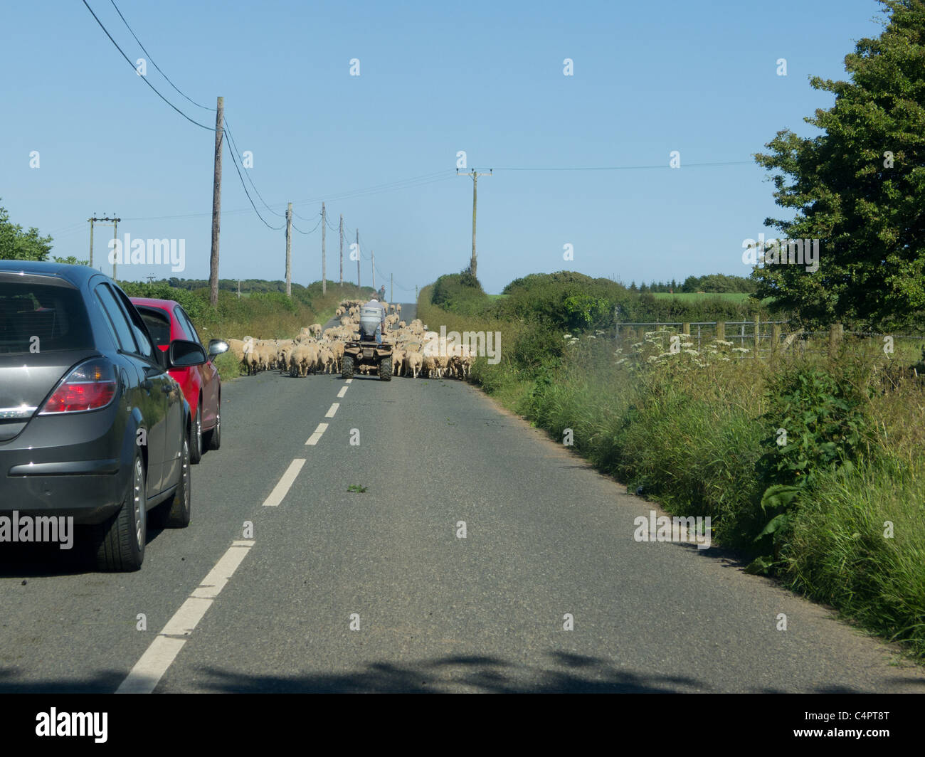 Sheep blocking the road in Pembrokeshire, Wales Stock Photo