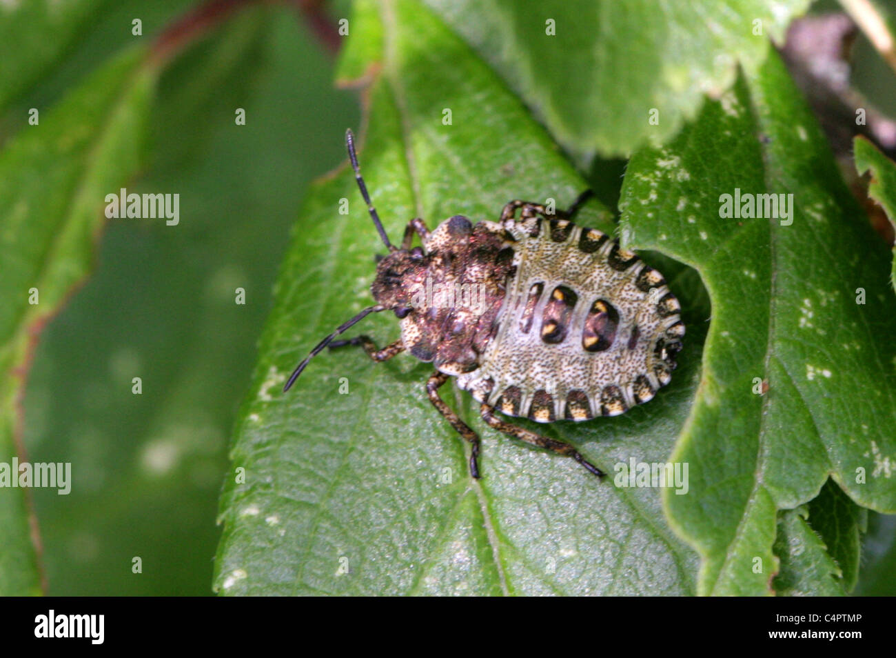 Forest Shieldbug, 2nd or 3rd Instar of Pentatoma rufipes, Pentatomidae, Hemiptera. Nymph stage before becoming an adult insect. Stock Photo