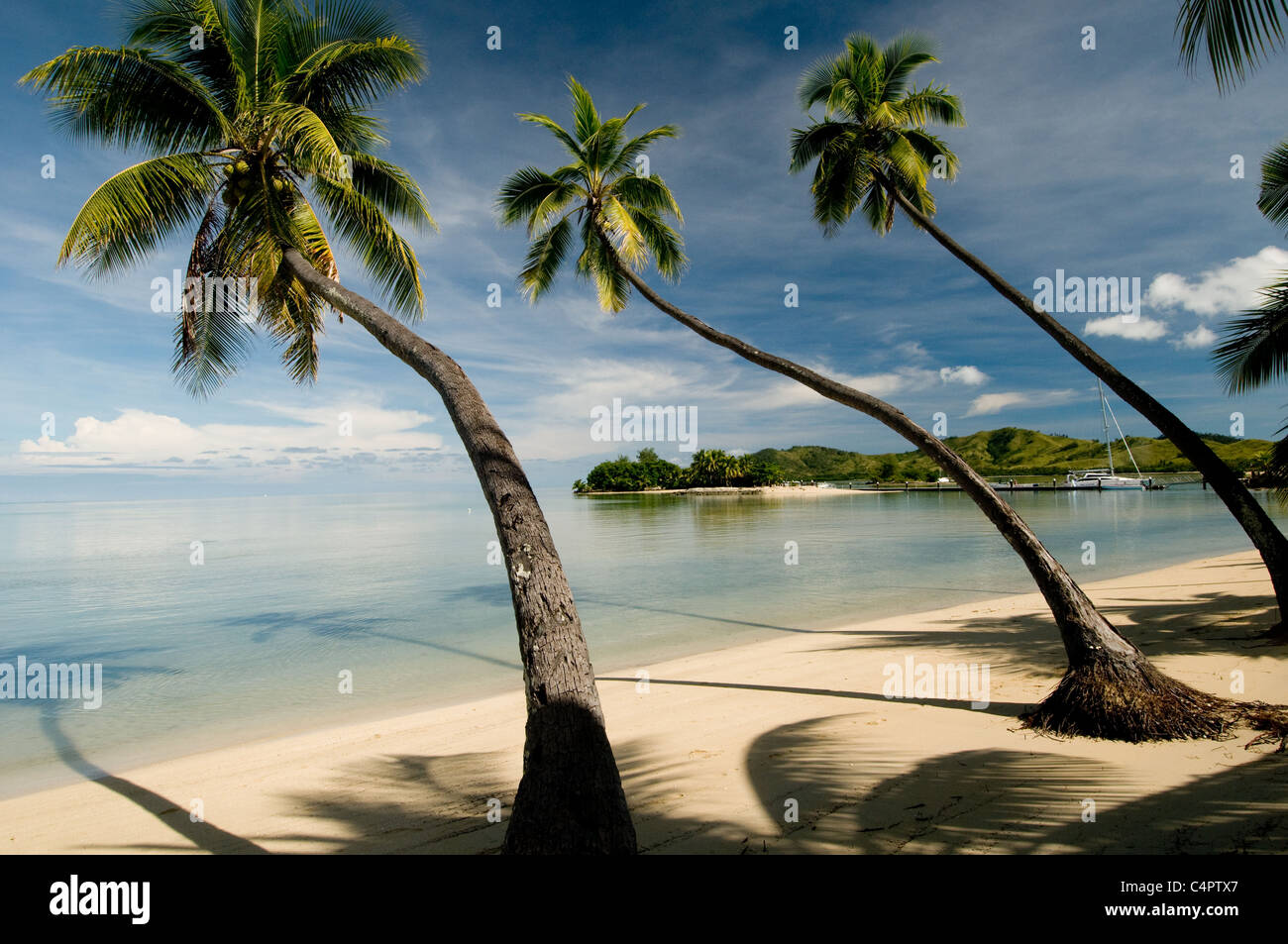 Bending Trees High Resolution Stock Photography and Images Alamy