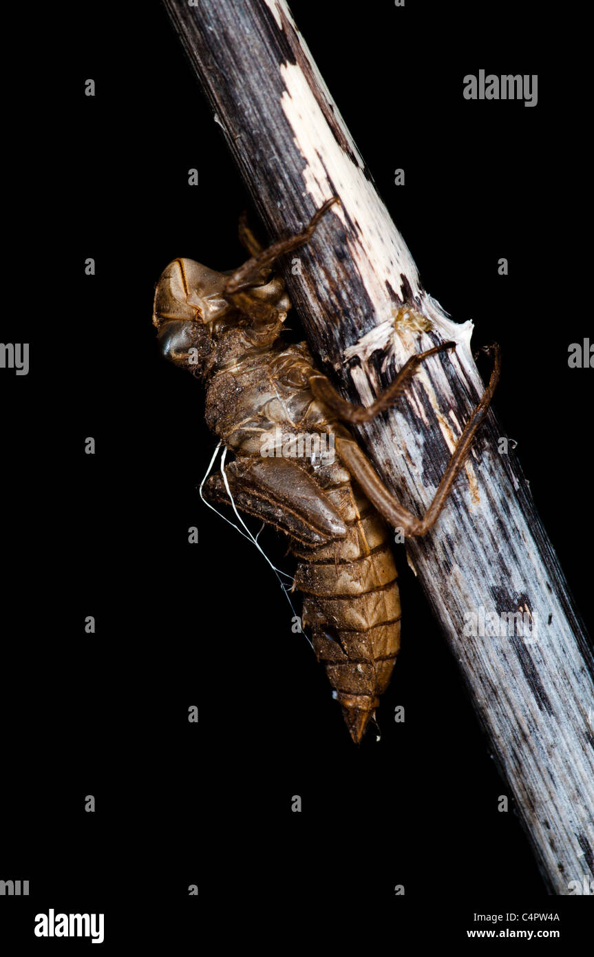 Dragonfly larval case Stock Photo