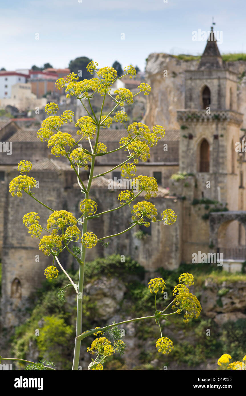 Ferula communalis, known as Giant Fennel, growing beside the walls of Matera, Basilicata, Italy. Stock Photo