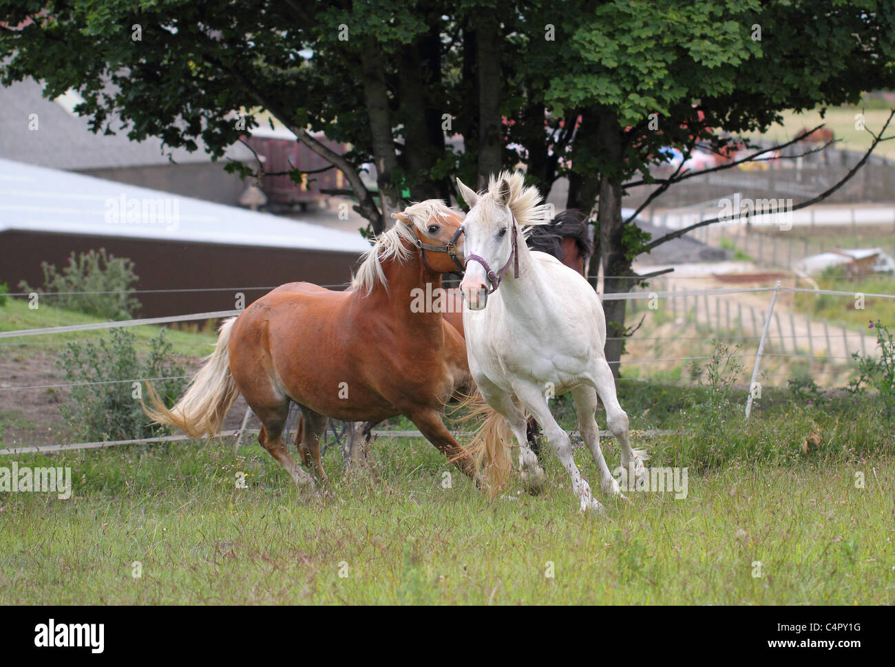 horseplay two horses playing Stock Photo