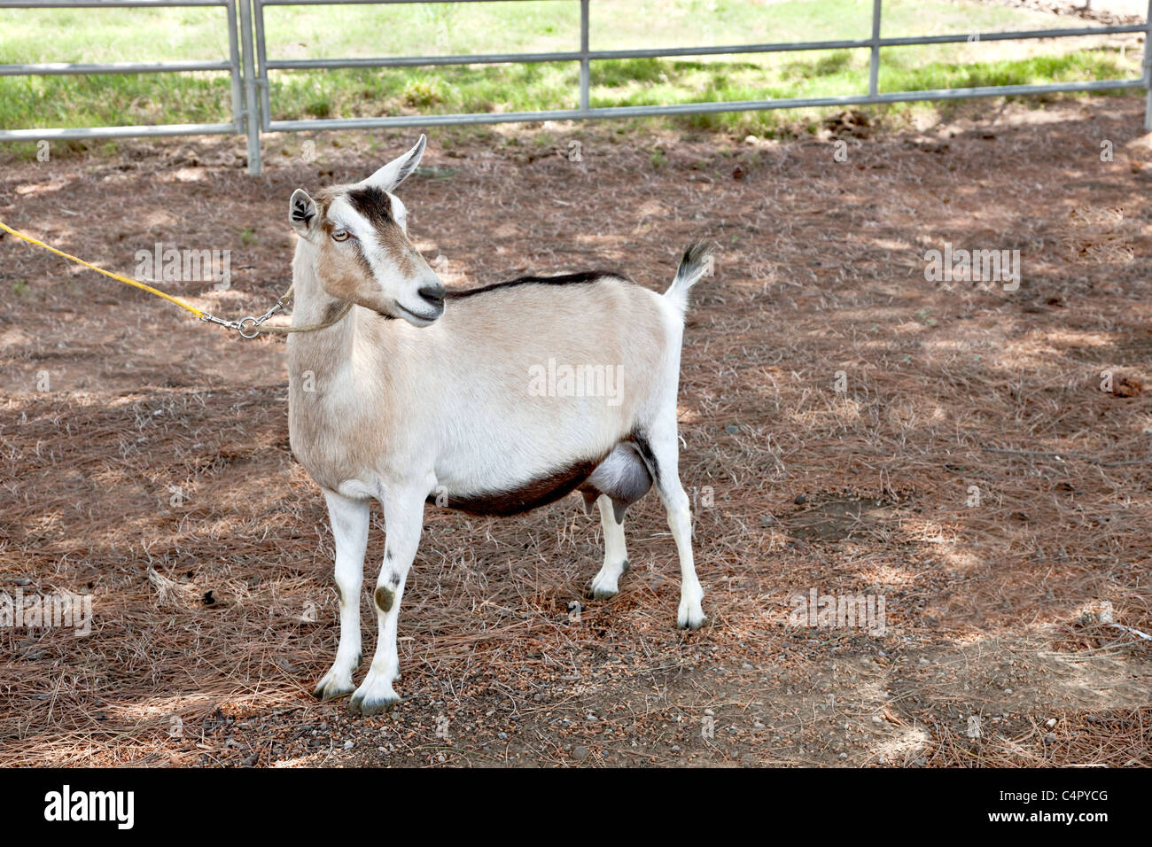 Transgenic goat,  Alpine-type. Stock Photo