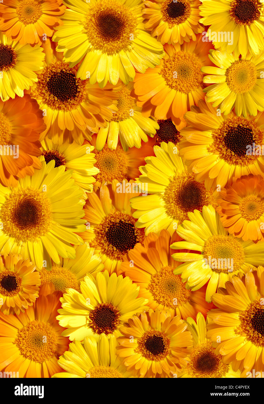 Beautiful orangeyellow floral background made from wild daisy flowers