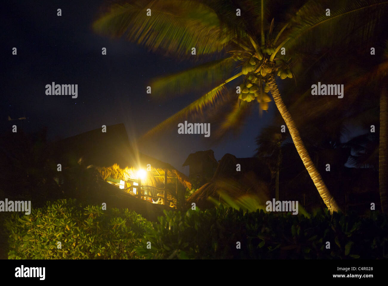 palm tree at night Stock Photo