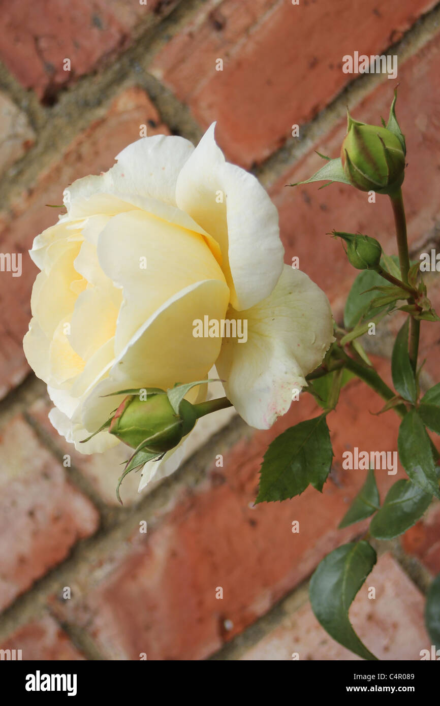 Rose against brick wall Stock Photo