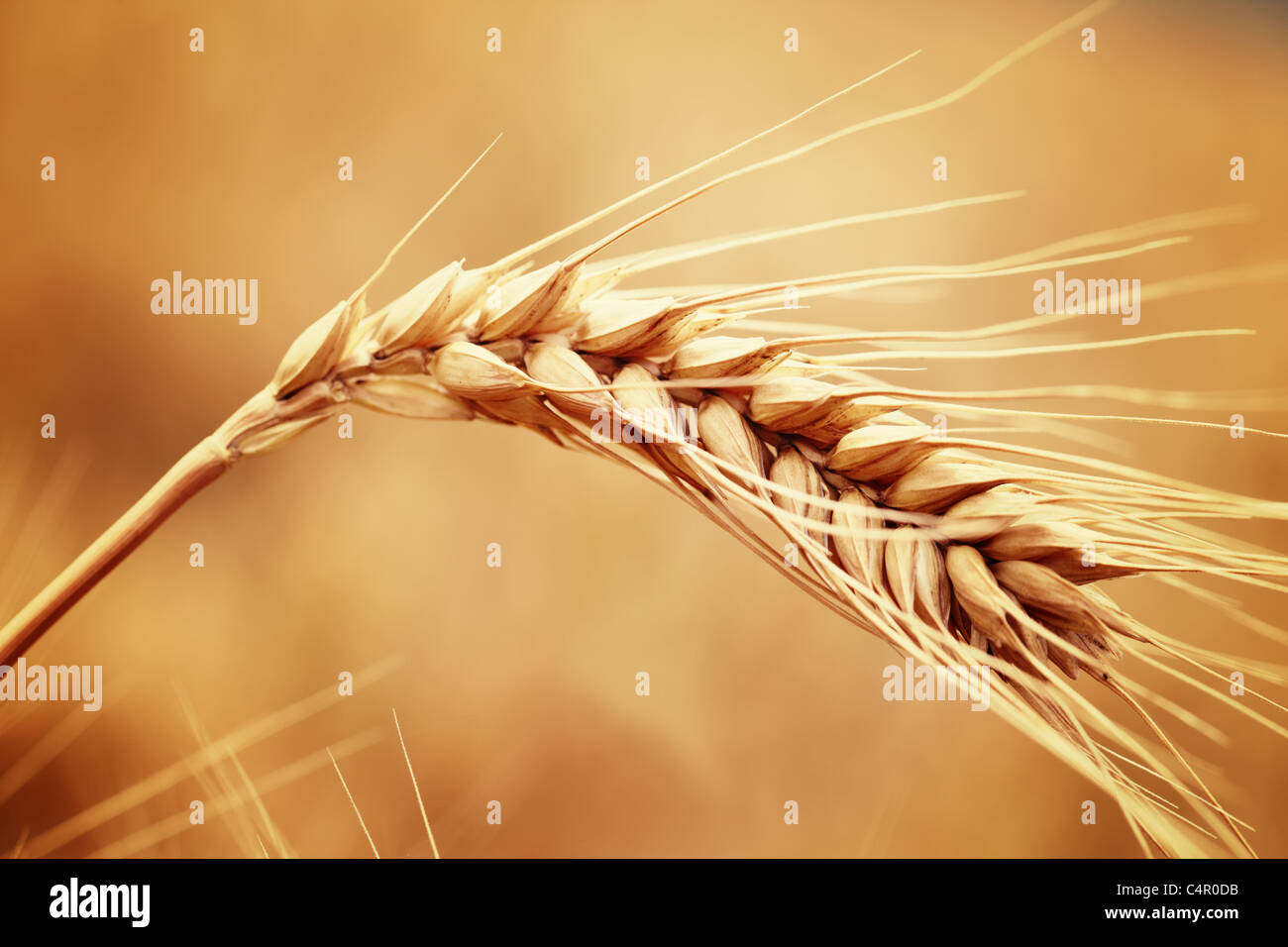 Closeup of ripe wheat Stock Photo