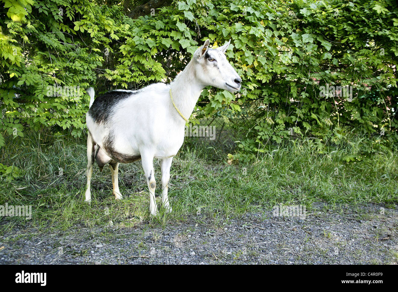 Transgenic Goat 'Alpine'. Stock Photo