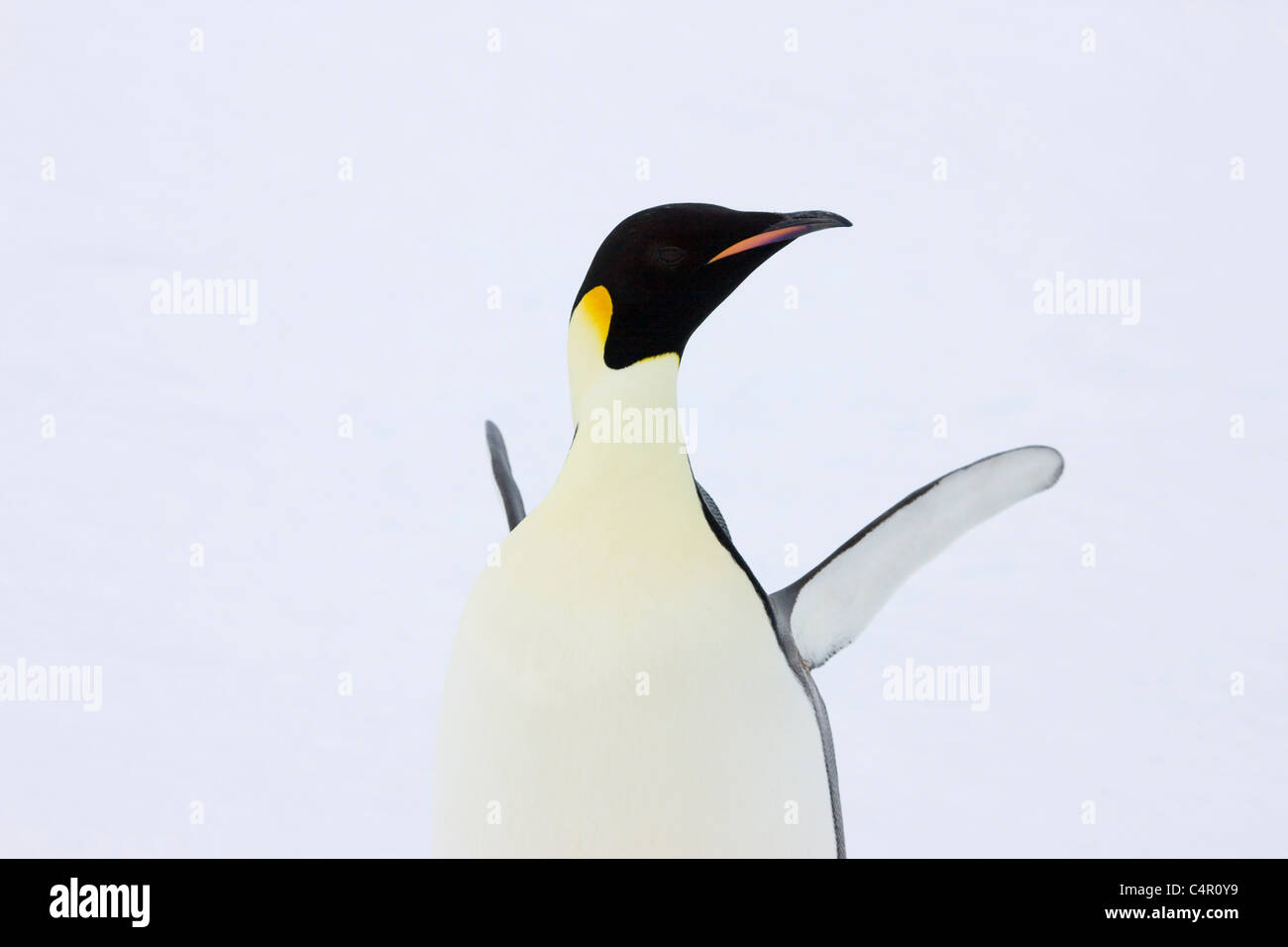 Emperor Penguin on Snow Hill Island, Antarctica Stock Photo