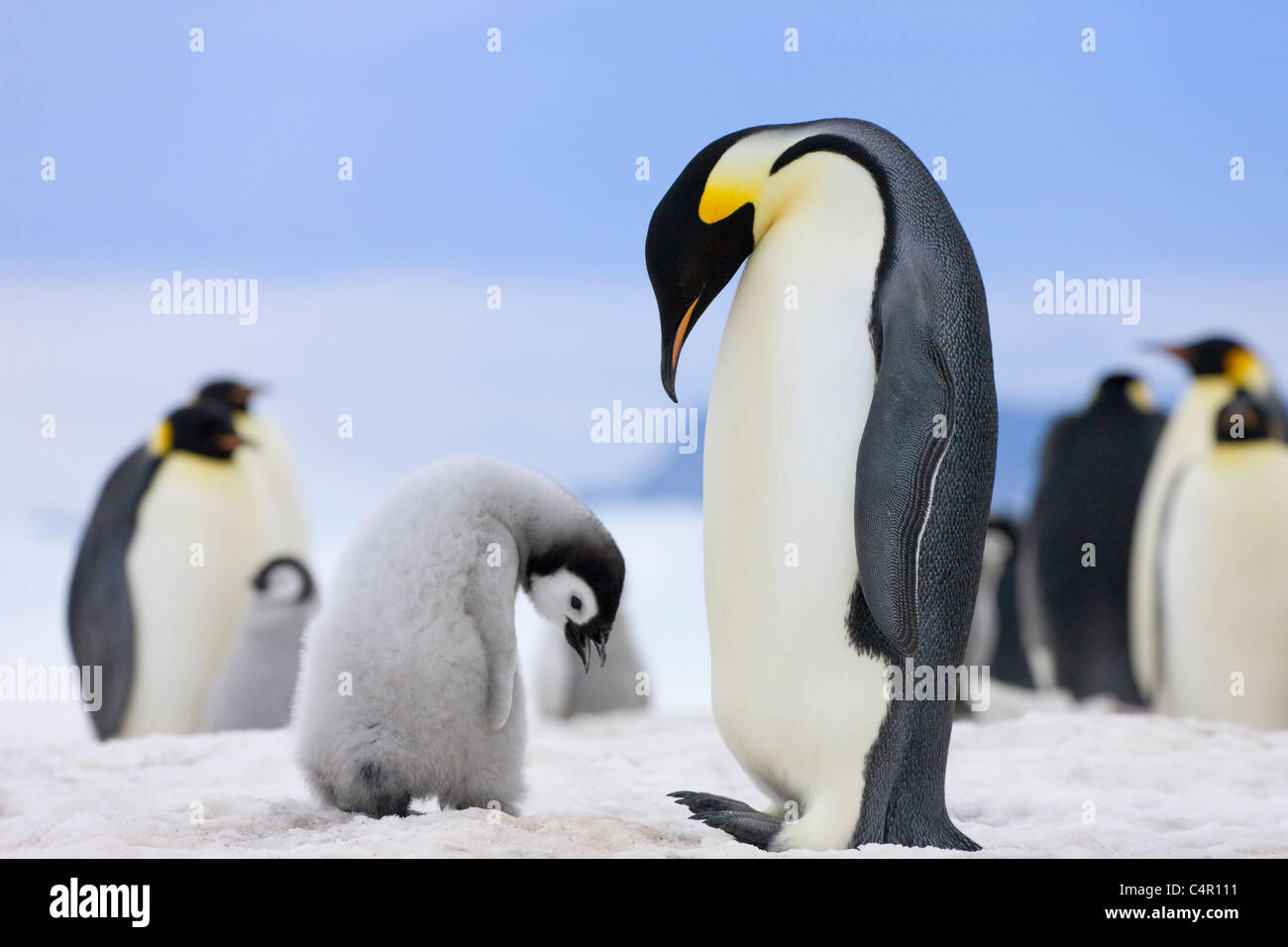 Emperor Penguins, parent with chicks on ice, Snow Hill Island, Antarctica Stock Photo