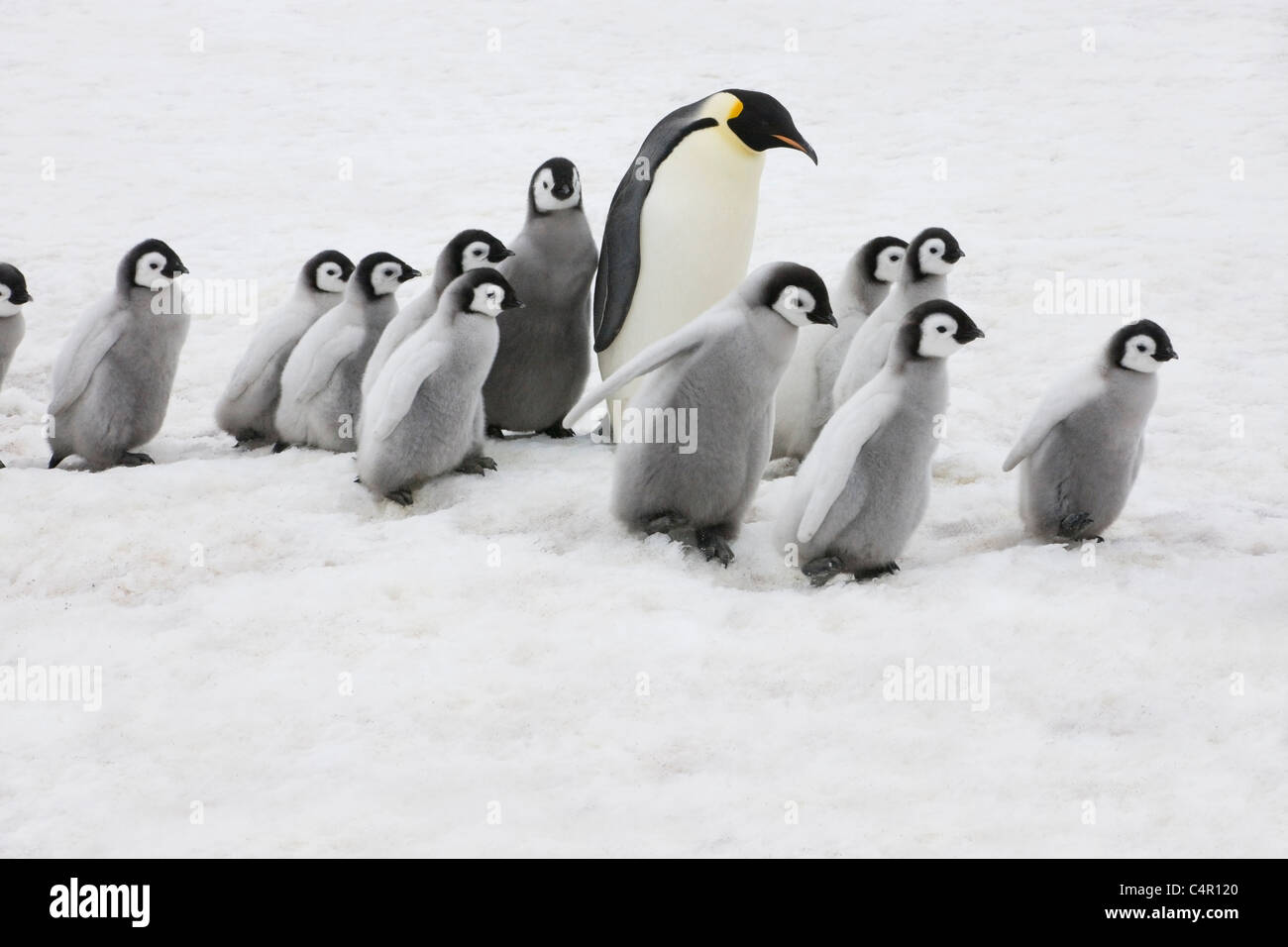 Emperor Penguins parent with chicks on ice, Snow Hill Island, Antarctica Stock Photo