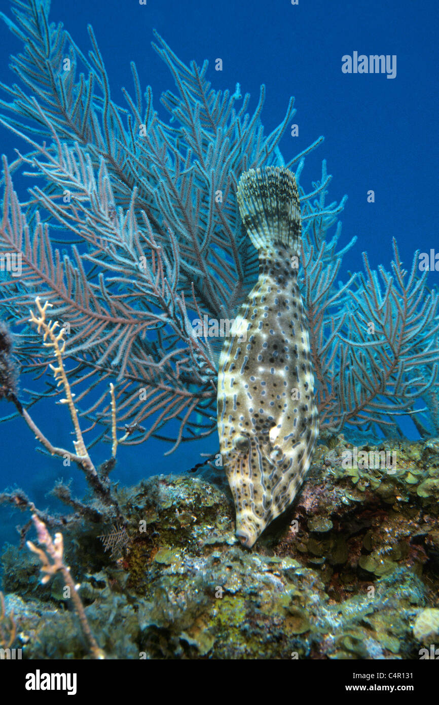 Scrawled filefish (Aluterus scriptus) at a soft coral, Cuba, Caribbean sea Stock Photo