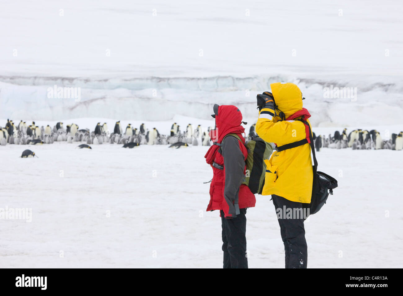 Tourists photographing Emperor Penguins parent with chicks on ice, Snow Hill Island, Antarctica Stock Photo