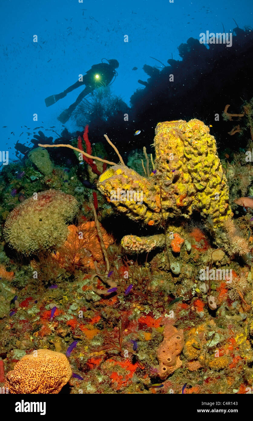 Scuba diver at a caribbean coral reef with giant sponges, Utila island, Bay islands, Roatan, Honduras, Caribbean sea Stock Photo