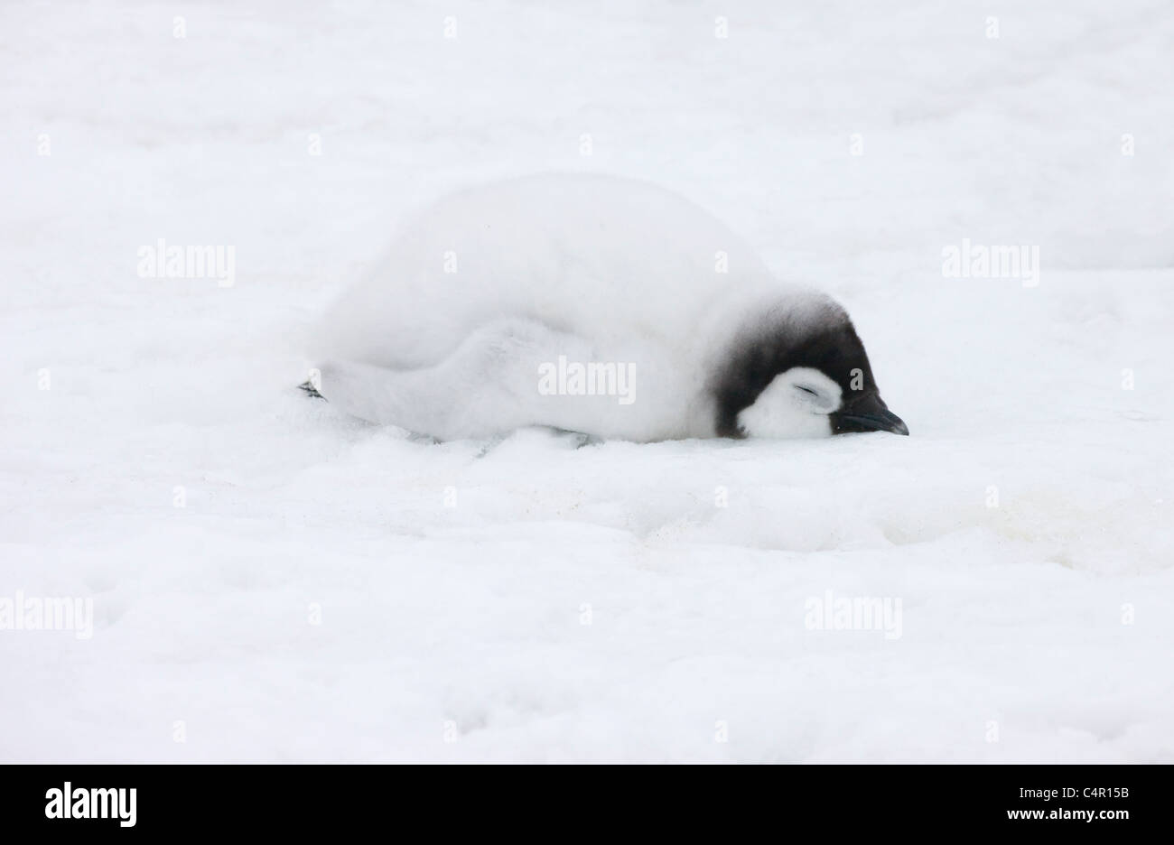 Emperor Penguin chick on ice, Snow Hill Island, Antarctica Stock Photo