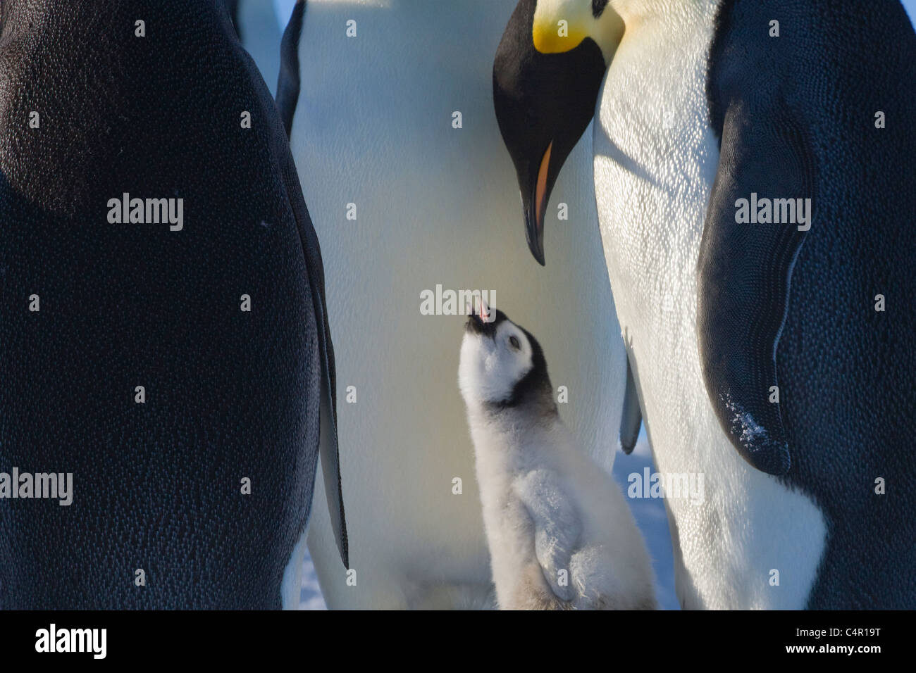 Emperor Penguins parent with chicks on Snow Hill Island, Antarctica Stock Photo