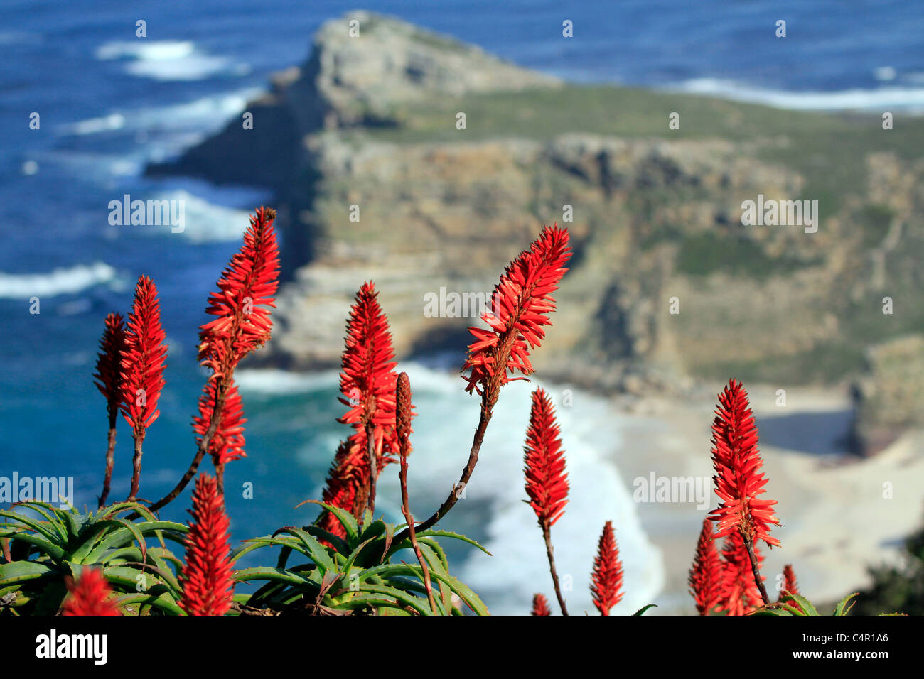 Red flowering aloes with Diaz Beach in the background at Cape Point, South Africa. Stock Photo