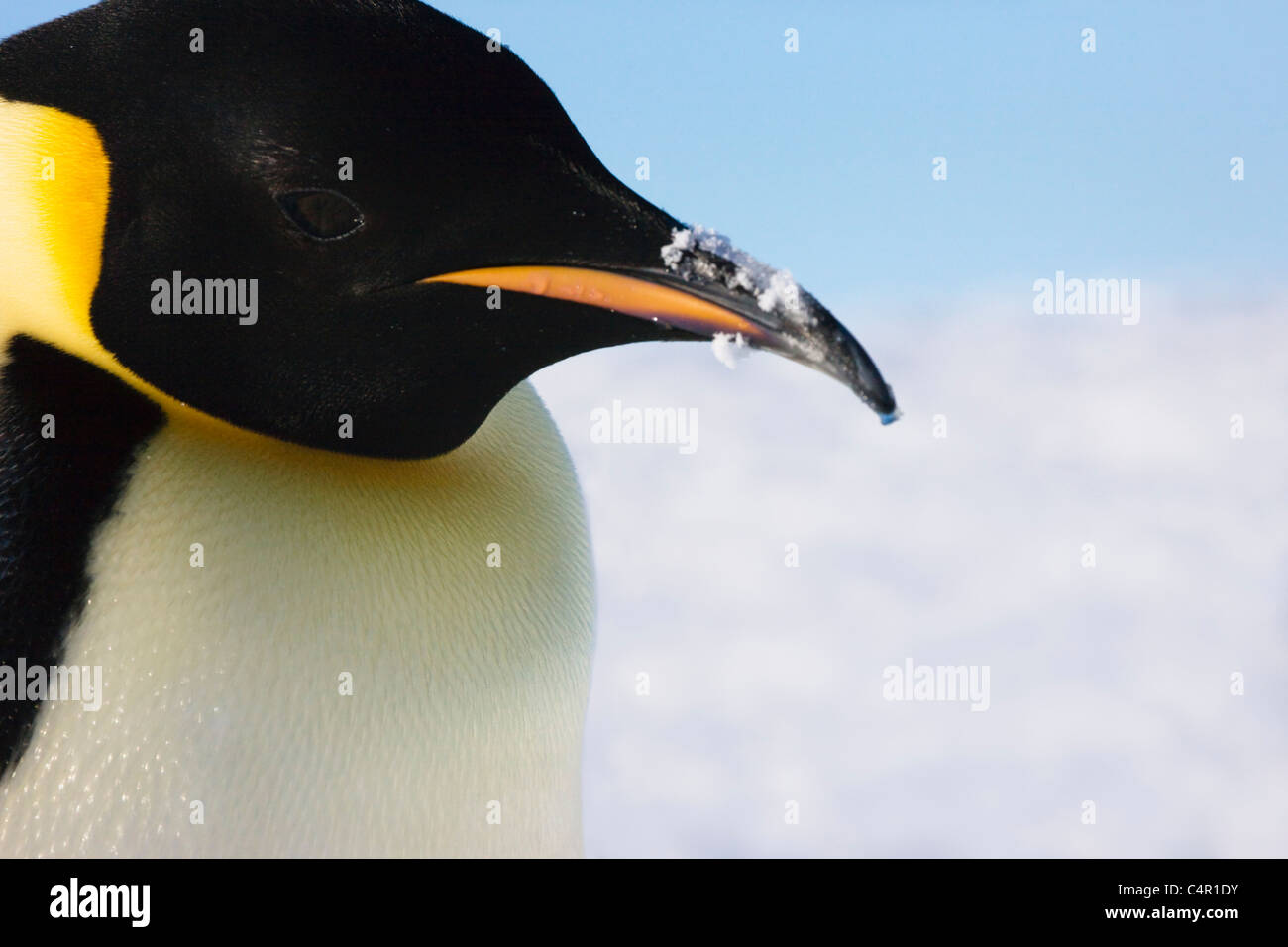 Emperor Penguin on ice, Snow Hill Island, Antarctica Stock Photo