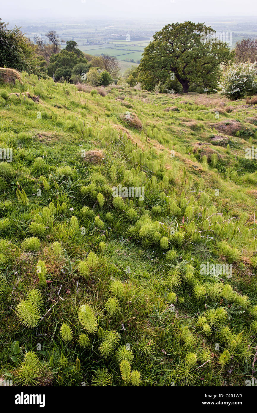 View with horsetails at Bredon Hill National Nature Reserve, Worcestershire Stock Photo