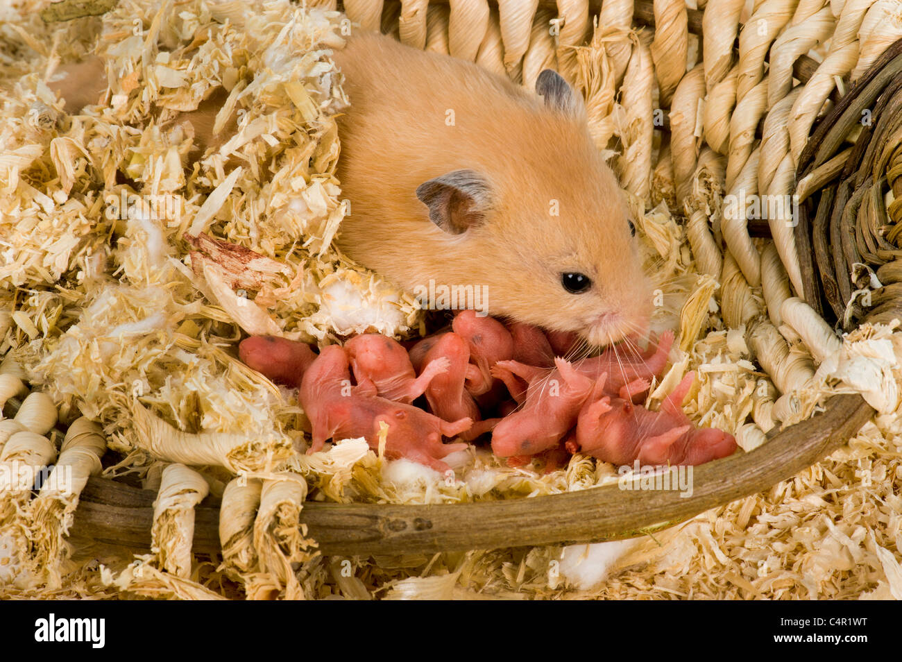 Newborn Hamster Babies Baby Hamster HSHV