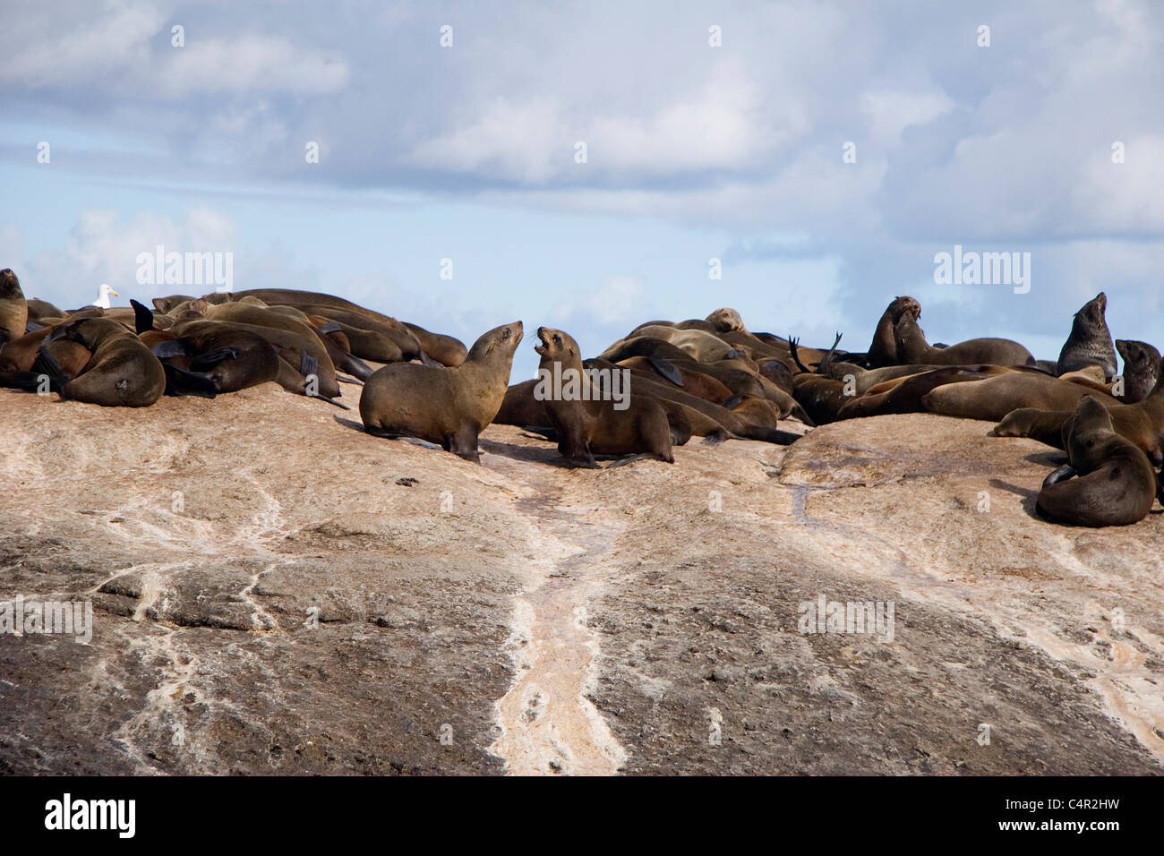An island inhabited by seals outside of Cape Town, South Africa Stock Photo
