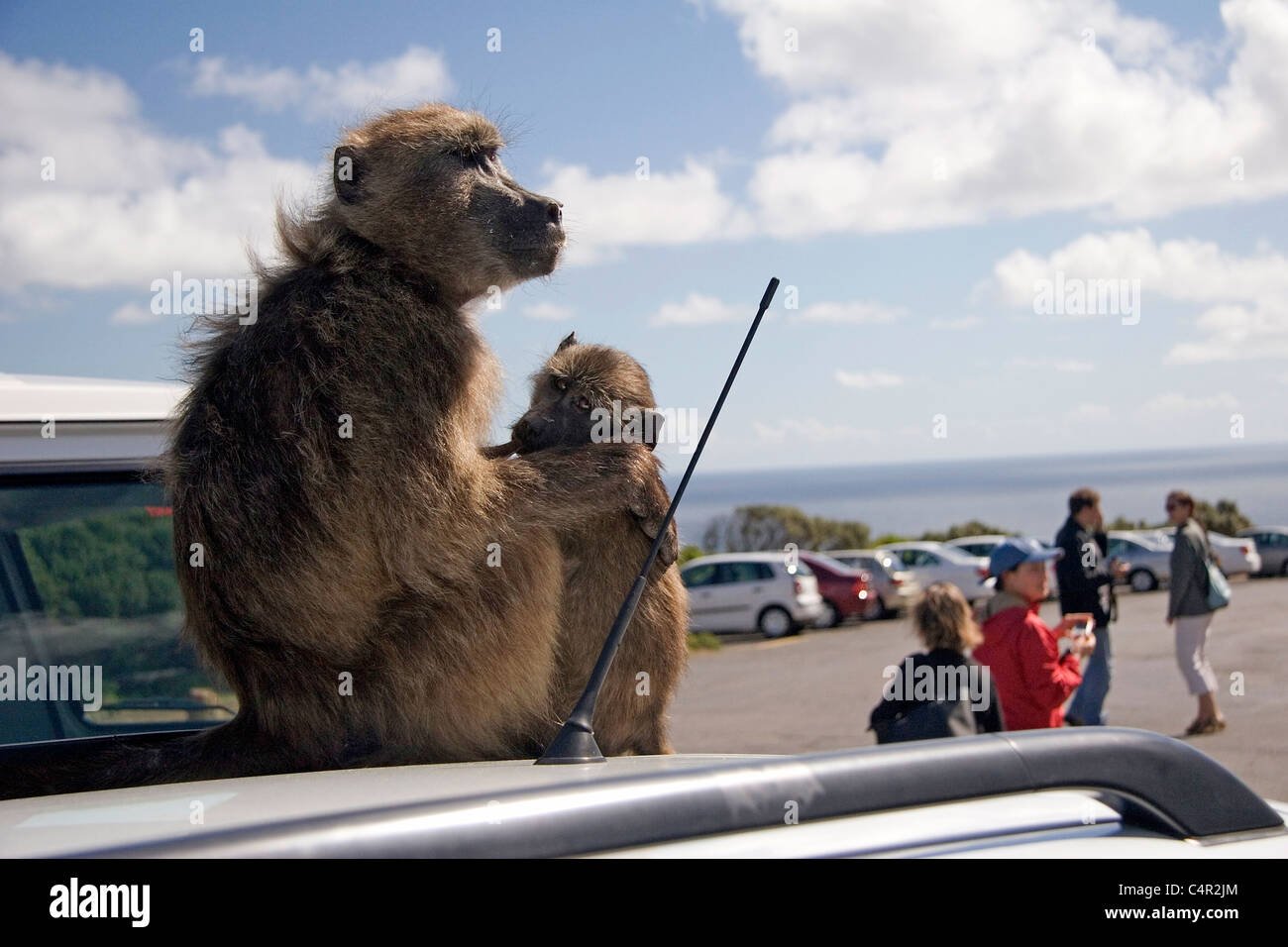 Baboons posing for tourists, Cape Town, South Africa Stock Photo