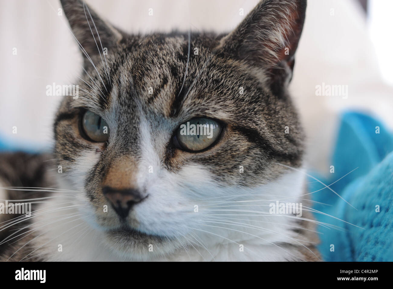 Close up face of a tabby cat female Stock Photo - Alamy