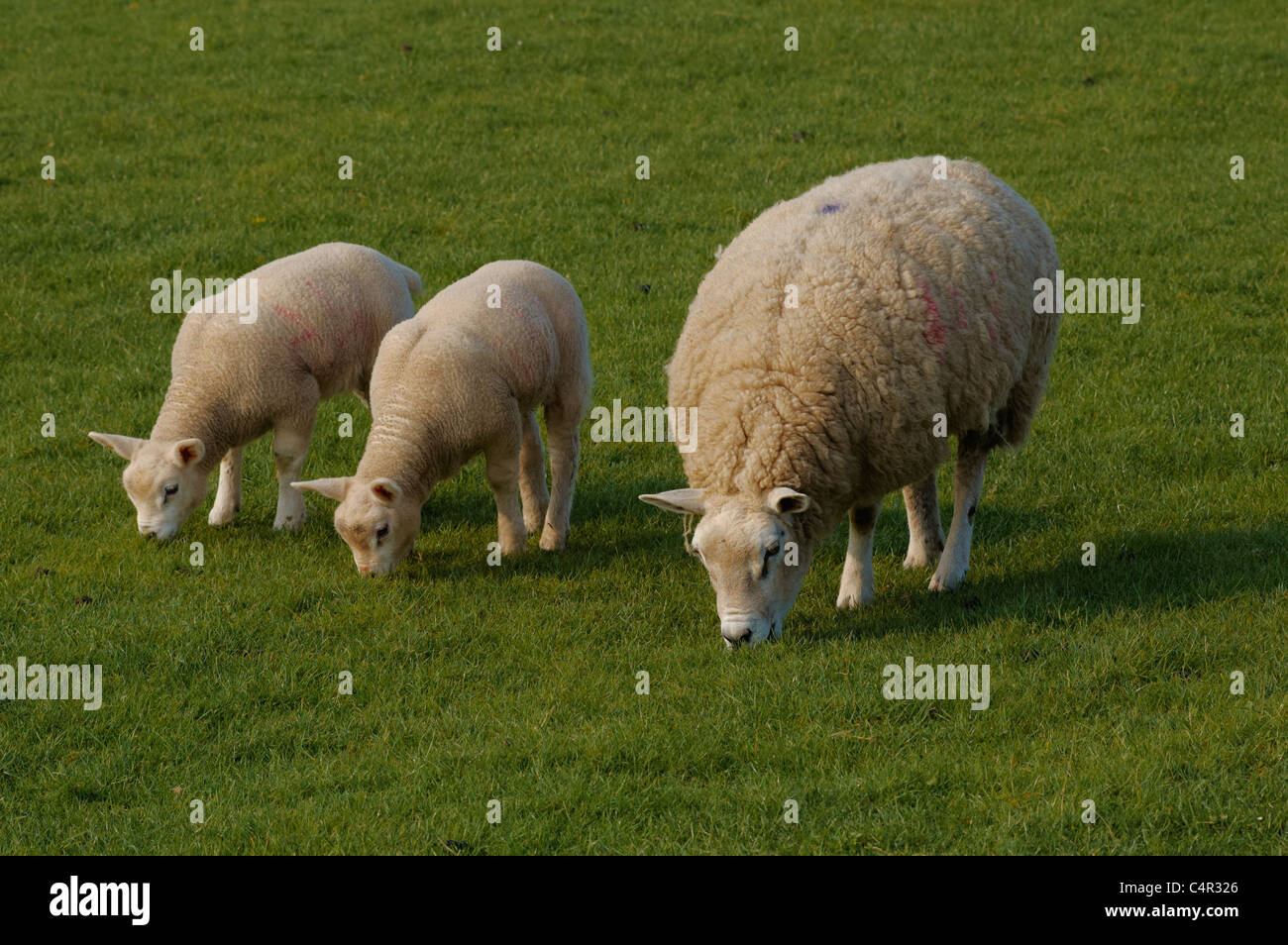 Sheep and young lambs in a farm field Stock Photo - Alamy